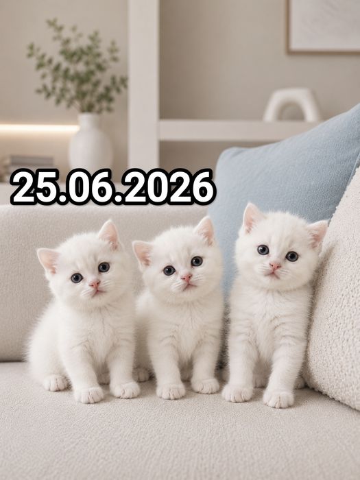 Британские котята