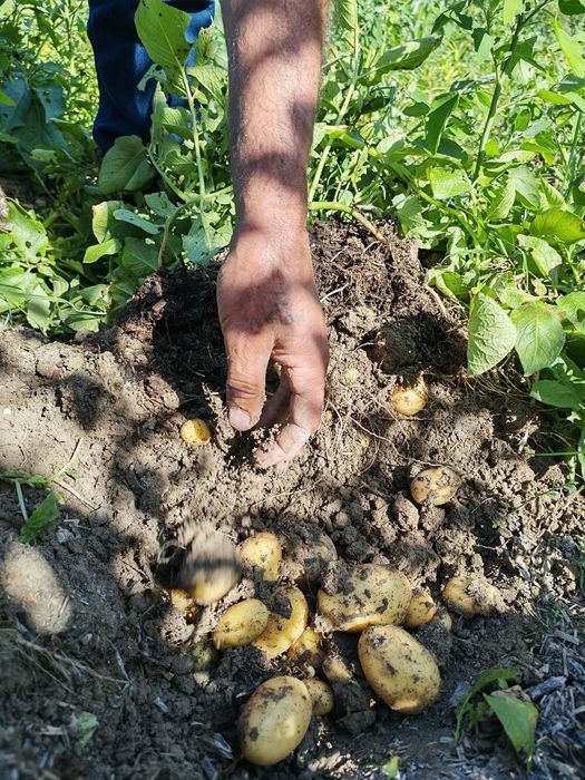 Kartoshka sotiladi