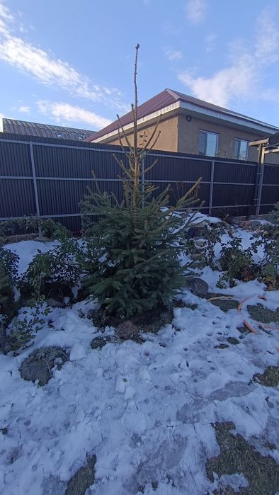 Продам ель ,елку