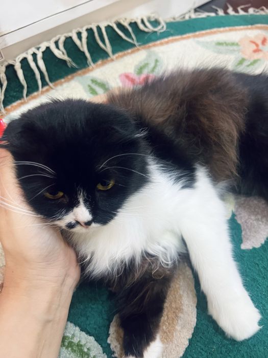 Отдам кошку в добрые заботливые руки