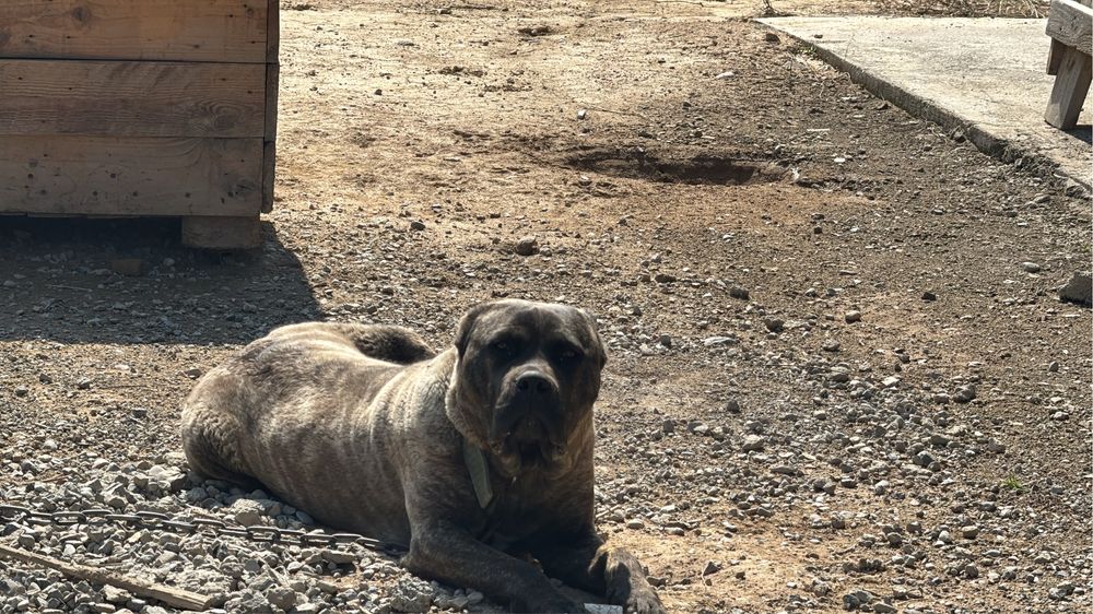 Щенок кане корсо