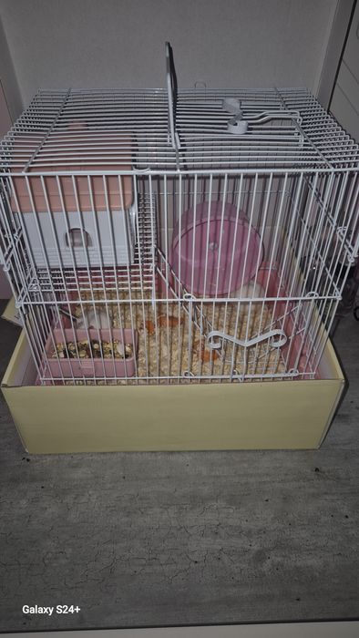 Хомячки карликовые , две девочки