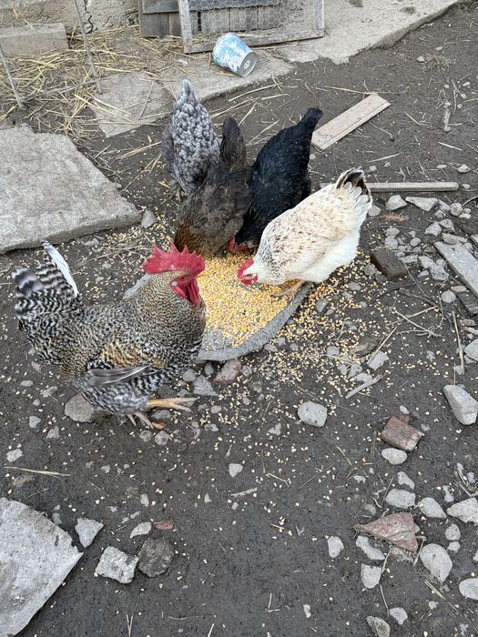 Oua de incubat de la gainile din imagine