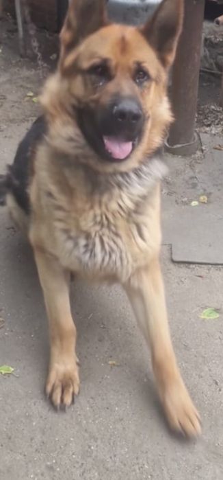 Кобель овчарки для случки