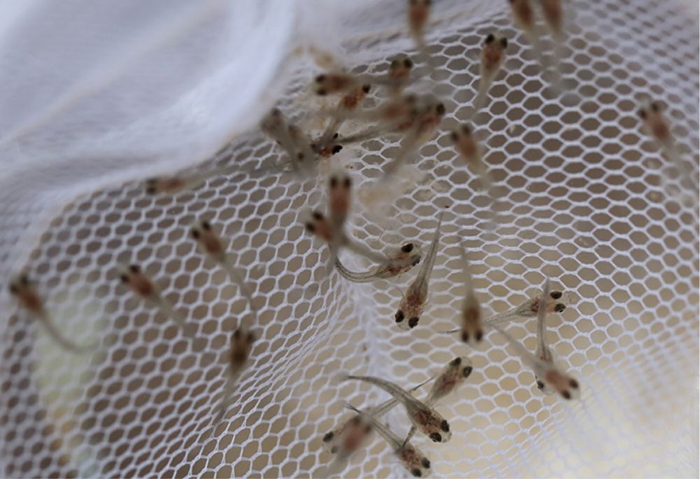 Мальки гуппи, гуппи, мальки