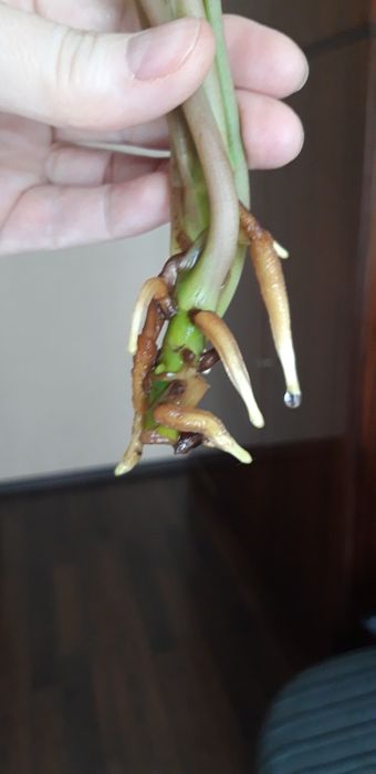 Сингониум Лайм грин срезы