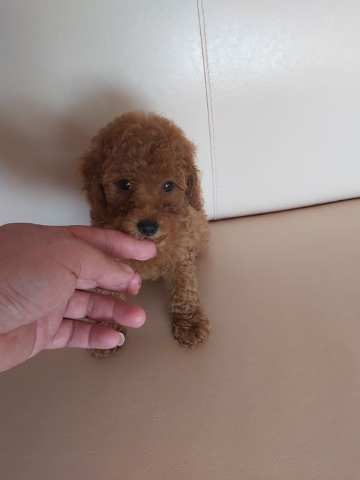 Той пудел бебета