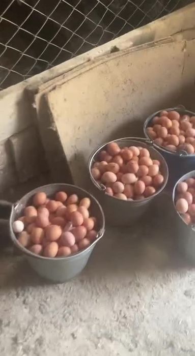 Qora qizil ok rangli xonaki uy tovuqlari sotiladi abyom va donaga