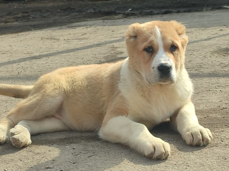 Щенки САО Алабай