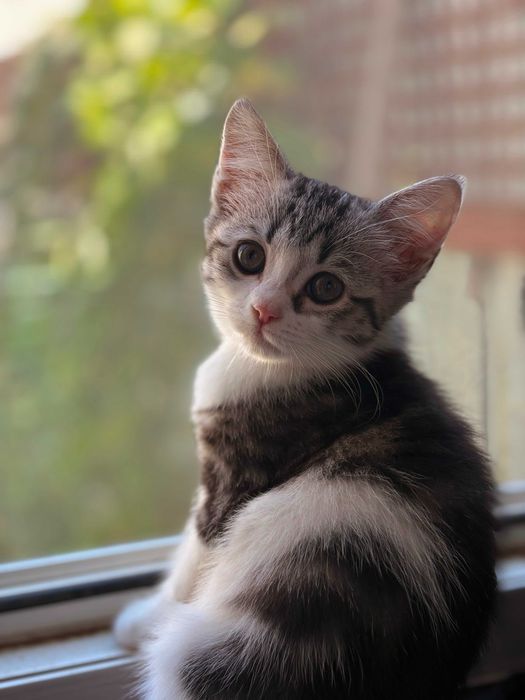 Отдам котят в хорошие руки