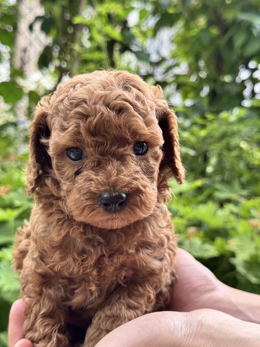 Той пудел Toy Poodle
