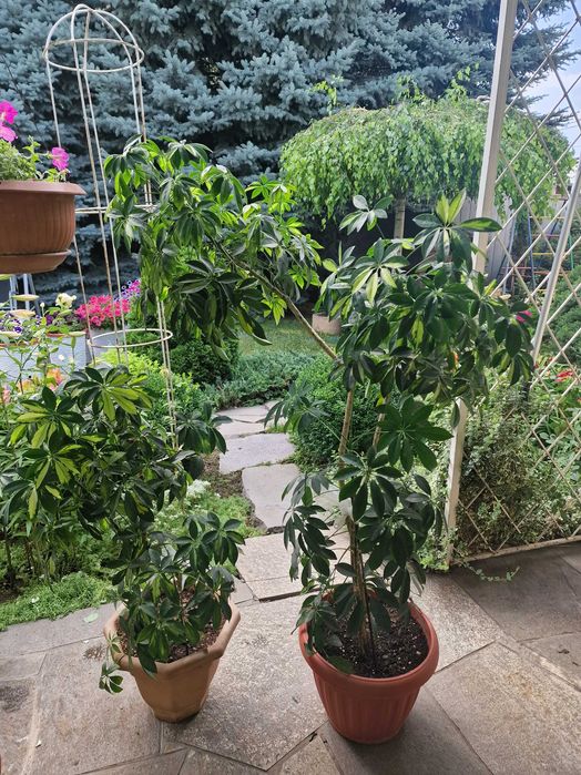 Комнатные растения