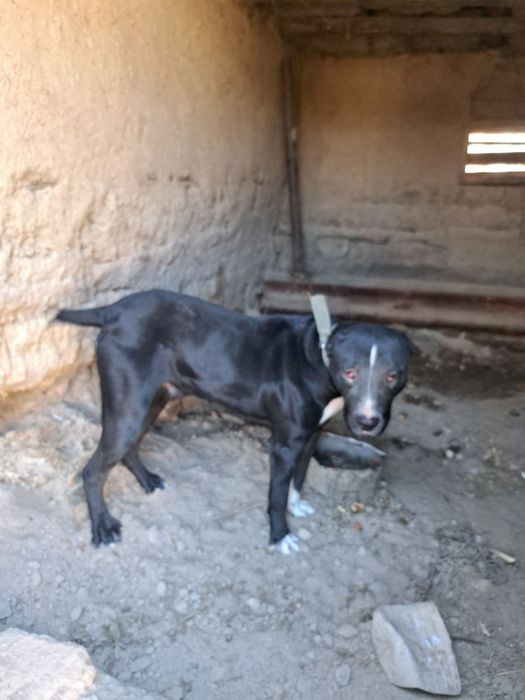 Пидбул тобет шатыскан