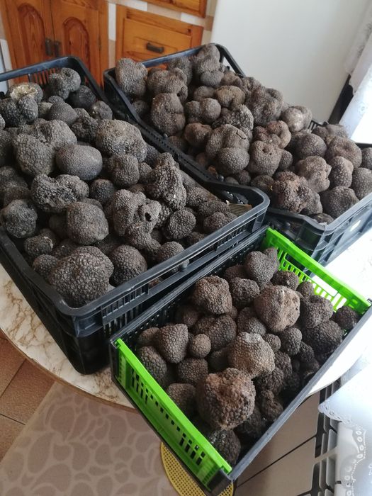 Пресни трюфели  за консумация и обучение