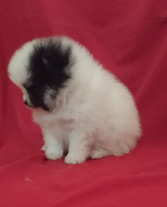 Шпицы разных окрасов