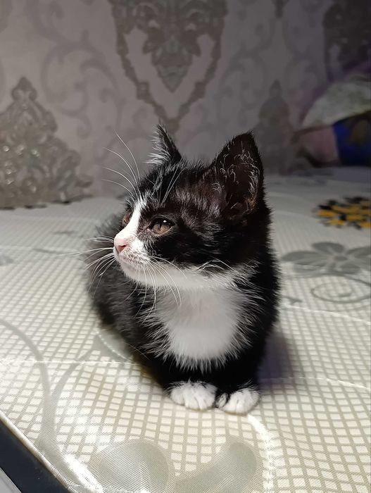 Отдам котёнка в хорошие руки мальчик