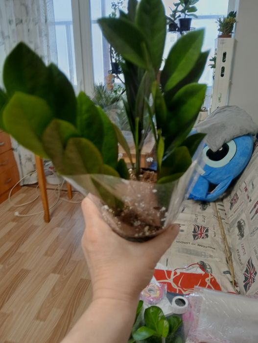 Распродажа комнатных растений.