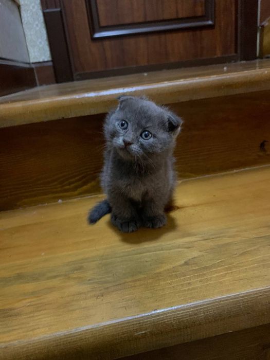 Кошки Скотиш фолд 3 малчик 1 девочка