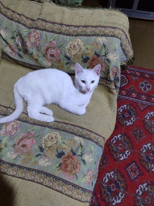 Мальчишка ищет дом!