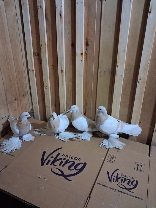 Голуби игровые летные
