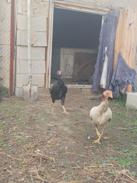 Дакан обмен бар.