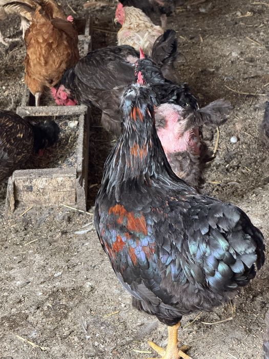 Разплодени яйца от различни породи!