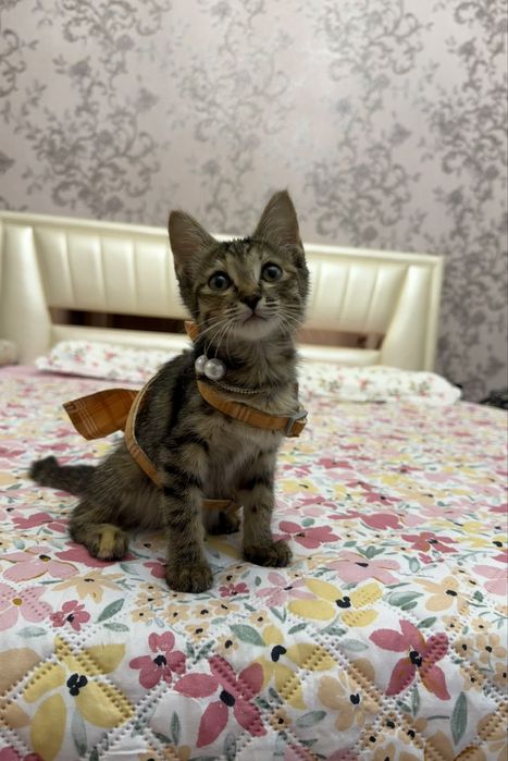 В добрые руки девочка