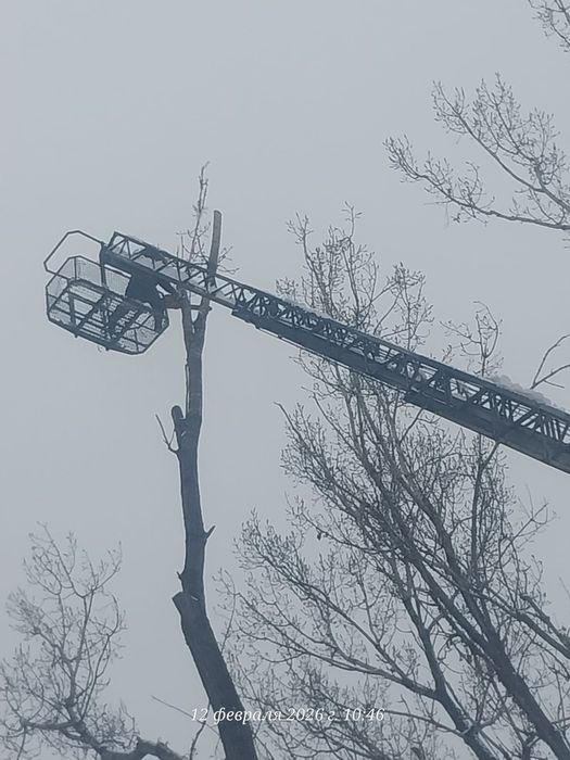 Спил деревьев обрезка плодовых деревьев