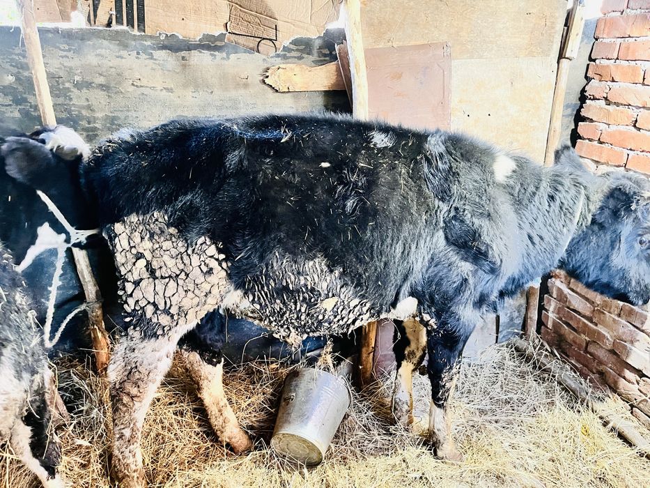 Телета 4 броя мъжки отбити