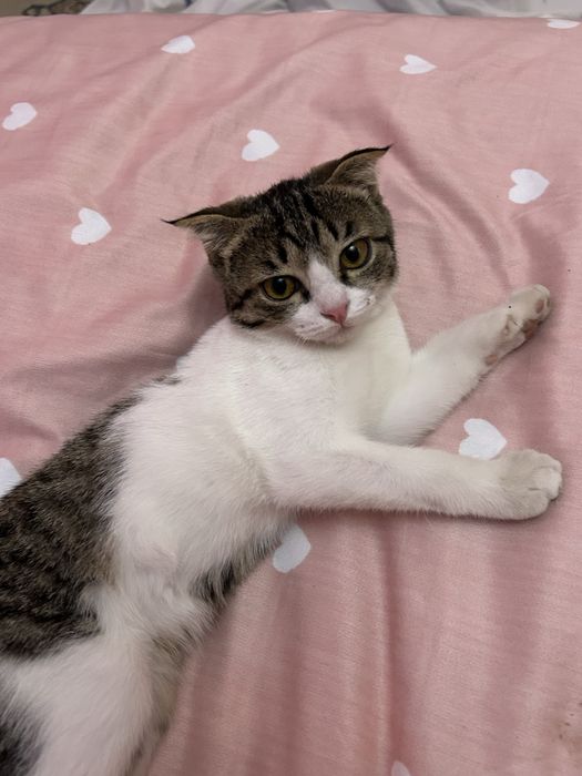 Котенок, отдам в добрые руки