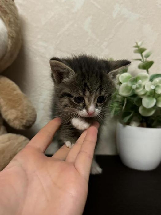 Отдам котенка в добрые руки