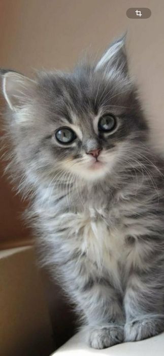 Котенок девочка 1.5 месячная