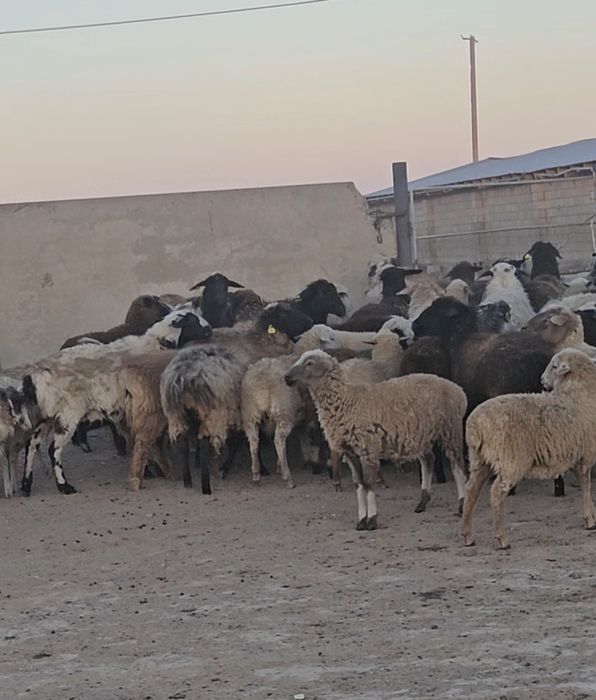 Продам 500 баран  токты