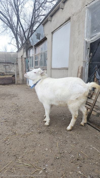 Коза (Русская белая)