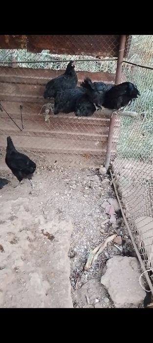 Джерси Гигант шөжелер сатылады