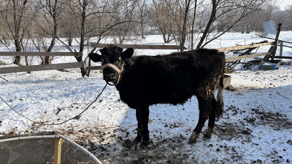 Соғымға арналған ұрғашы тайынша