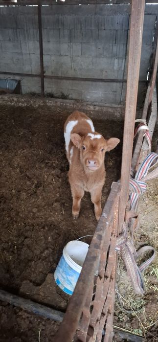 Продаётся телёнок