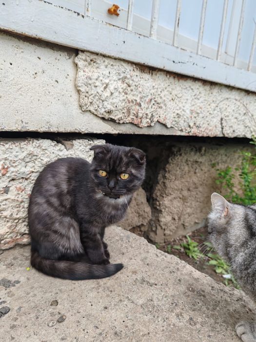 Породистая кошечка