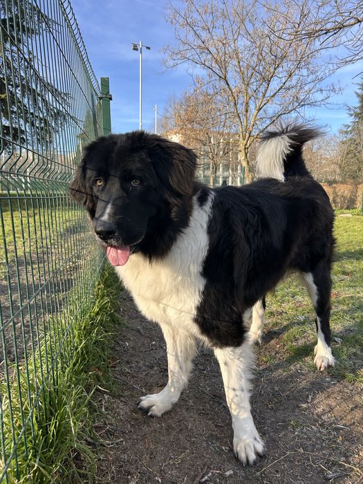 Каракачанско куче