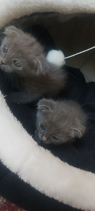 шотландский вислоухий котенок