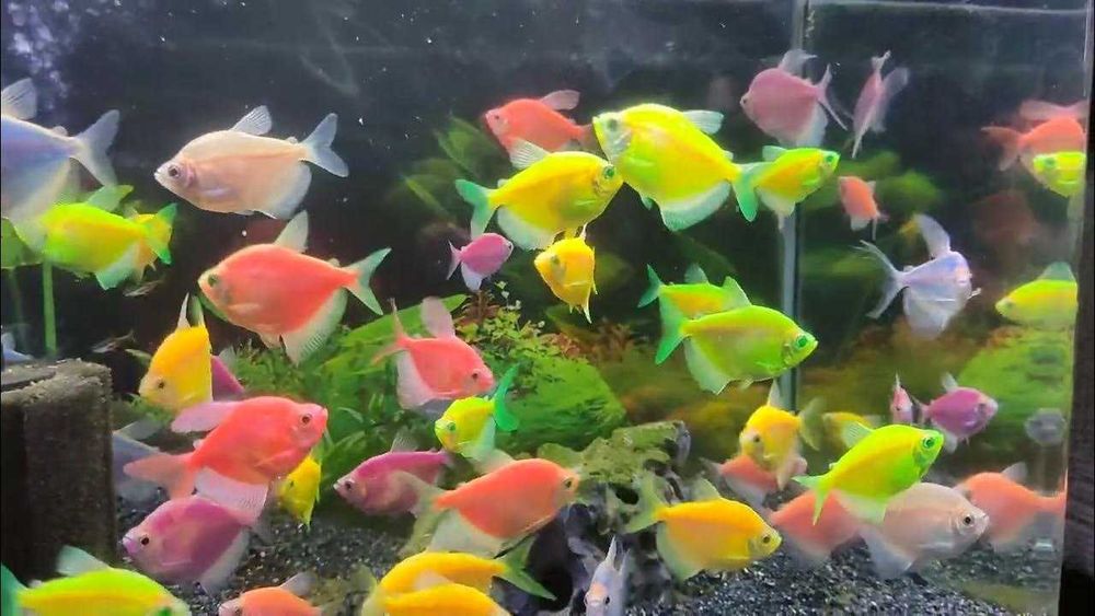 Тернеция Глофиш в Аква Зоо салоне " Посейдон"!!!