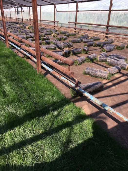 Gazon Chim Seed Газон