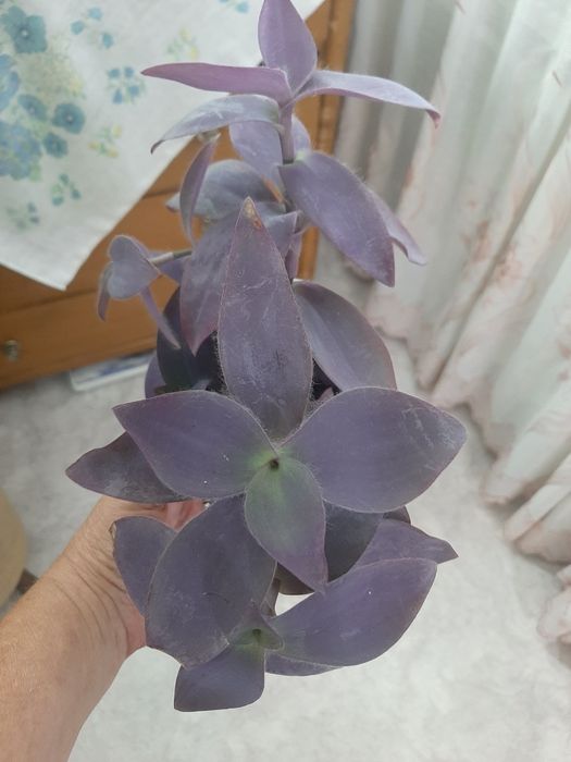Излишки комнатных растений