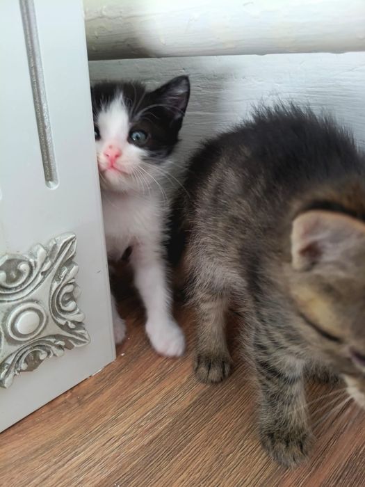 марғау, котенок, кошка