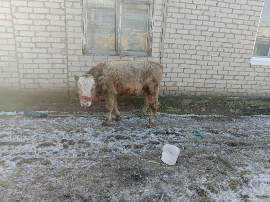 Продам бычка 5 месеца