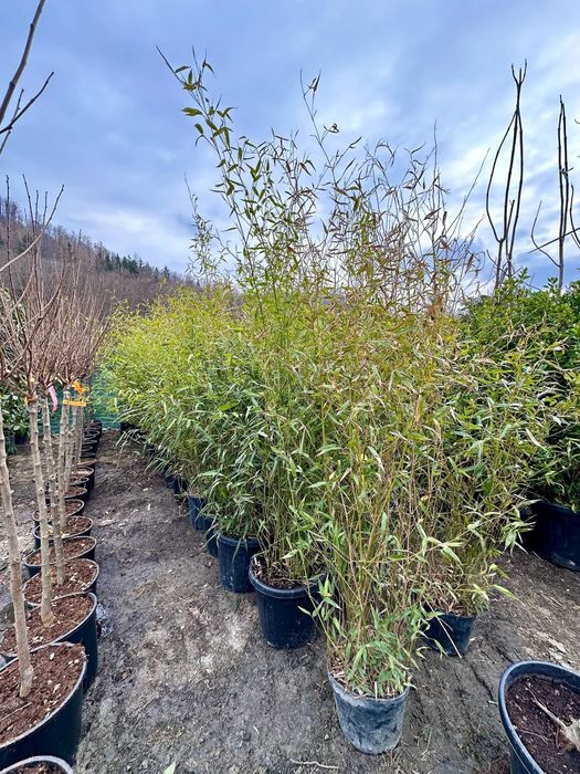 Plante Verzi de Pepinieră – Echipa Noastră Asigură Montajul