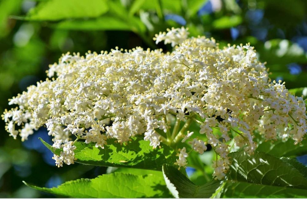 Arbusti (Soc Parfumat )