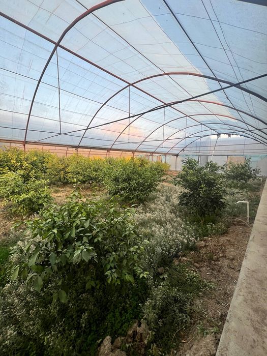 Теплитса. Парник 5 сотих