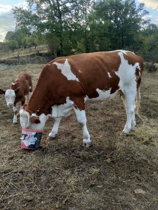 Vaci de vânzare bălțată romaneasca