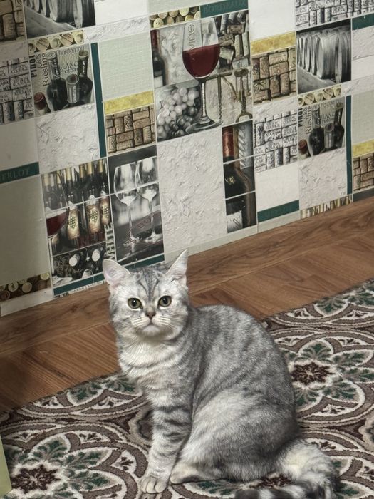 ШоТлаНдски кошка.